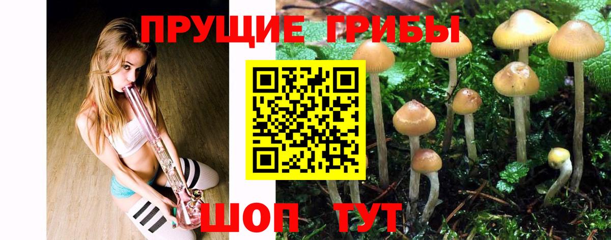 Галлюциногенные грибы Psilocybine cubensis Рязань